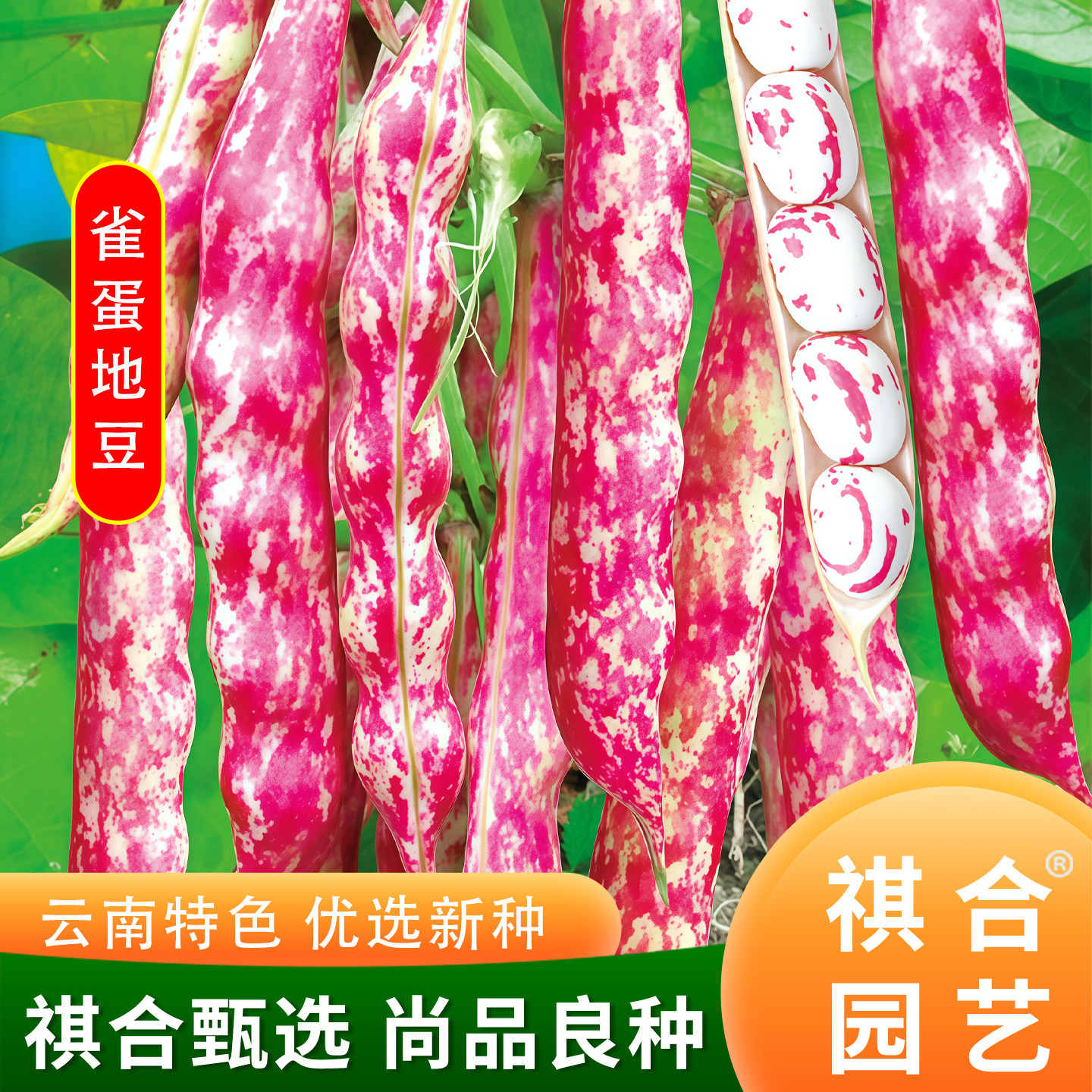 云南雀蛋豆种籽无架地豆麻雀豆红金钩油豆角花豆四季豆矮生蔬菜种,农用物资,蔬菜种子/种苗,淘宝优惠券,粉丝福利购,淘宝优惠卷