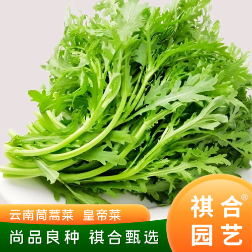 祺合茼蒿种子四季播种营养价值高
