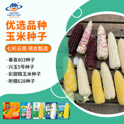 云南滇审玉米饲用白甜糯黄甜黑糯