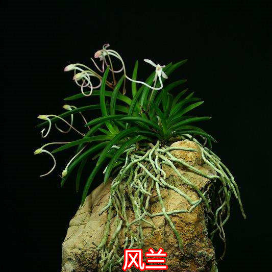 定制风兰 富贵兰短距风兰附生兰花矮种兰花洋兰盆景雨林缸