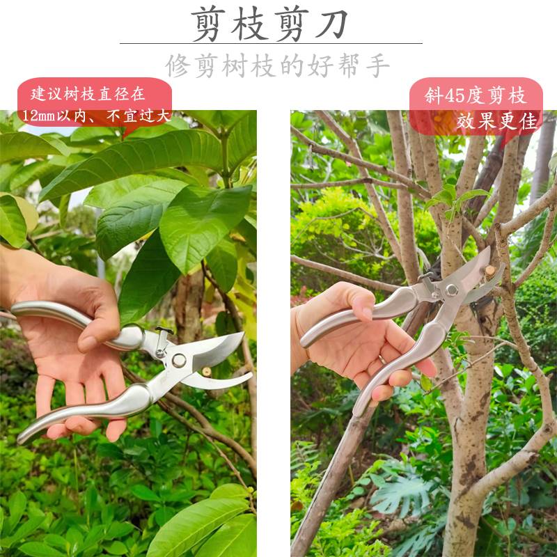 不锈钢修枝剪修剪树枝剪刀果树修枝剪刀剪枝剪刀枝剪园艺花艺剪刀