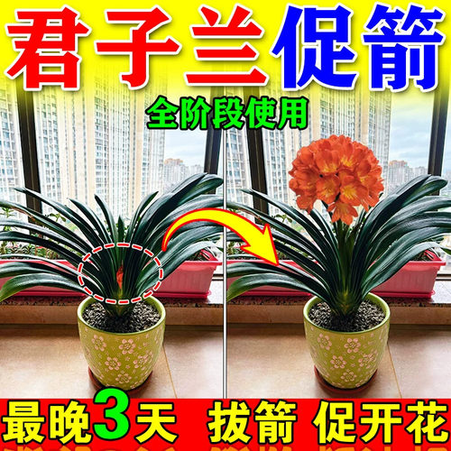 君子兰夹箭肥料促箭剂速效开花专用肥治不开花黄叶药再生剂营养液