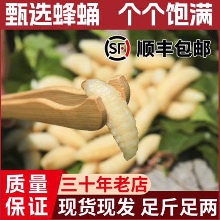 新鲜活体速冻一级蜂蛹大白蜂蜜蜂马蜂云南特产蜂葫芦峰食用