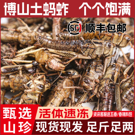 新鲜土蚂蚱全母带籽去翅大个飞蝗虫活体速冻油炸烧包邮