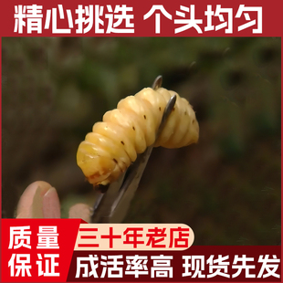 新鲜云南活蛤虫花木虫活体柴虫柞木虫现挖现发成活率高可食用包邮