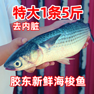 新鲜梭鱼支鱼海洋海捕鱼海鲜水产海鲜鱼梭子鱼大海鱼去内脏包邮