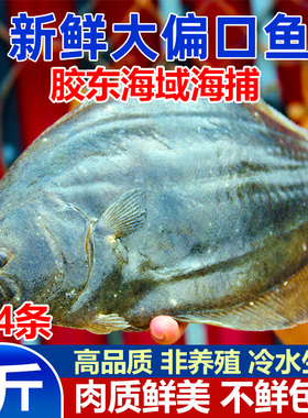新鲜比目鱼偏口鱼鲽鱼4斤大菱鲆多宝鱼牙片鲆鱼龙利鱼冷冻商用