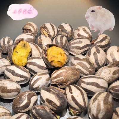 松鼠仓鼠粮食零食坦克虫花枝鼠活虫营养蜜袋鼯金丝熊杨拉罐 积分
