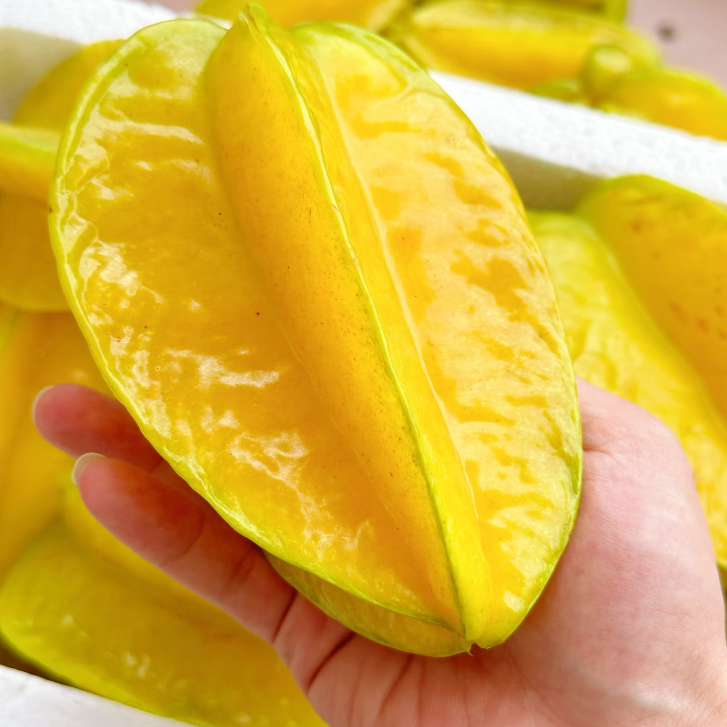 福建漳州杨桃5斤水果当季多汁整箱洋桃鲜果新鲜扬桃整箱