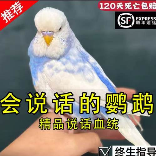 纯手养鹦鹉超粘人大头虎皮会说快