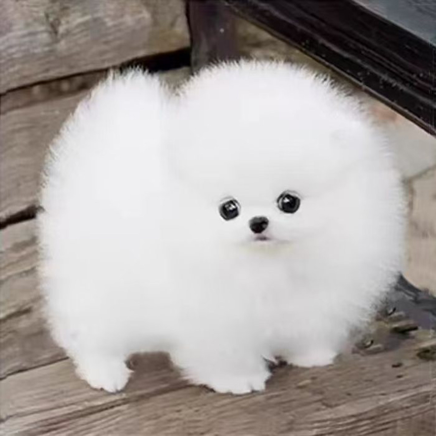 纯种博美幼犬家养黄博美俊介犬幼崽小型长不大茶杯犬宠物真狗活体图片