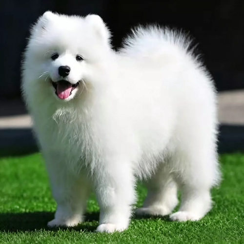纯种萨摩耶幼犬活体可爱型微笑天使白色熊版萨摩耶小狗宠物狗活物