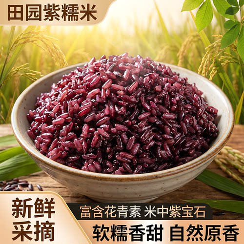 云南墨江紫糯米新米八宝饭专用