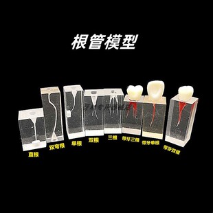 牙科树脂根管练习块 模拟牙体牙髓透明髓腔充填 机扩预备充填模型