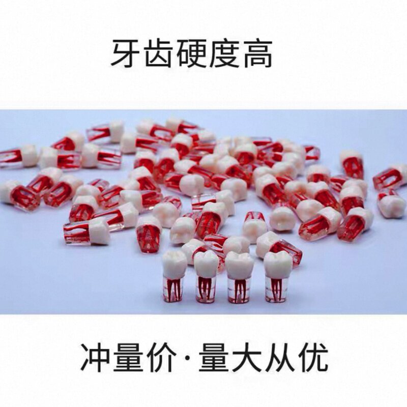 牙医考试练习口腔带髓腔根管牙粒树脂牙备牙练习模型开髓牙粒真牙