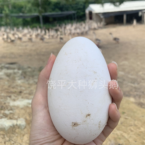 超大鹅蛋320克新鲜双黄蛋草鹅蛋