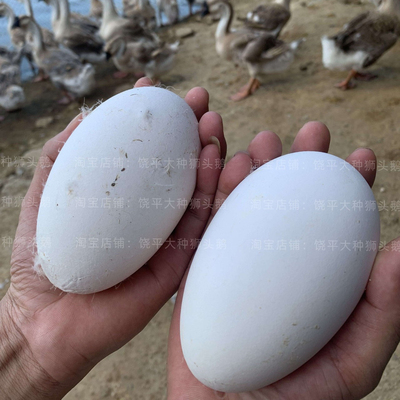 320克大鹅蛋双黄鹅蛋新鲜现捡