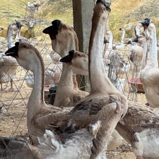正宗特大狮头鹅潮汕双下巴2-3两品种保真保纯特大狮头鹅肉质紧实
