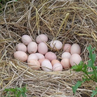 40枚农村散养鸡蛋正宗散养新鲜现捡蛋月子笨鸡草鸡50枚顺丰包邮