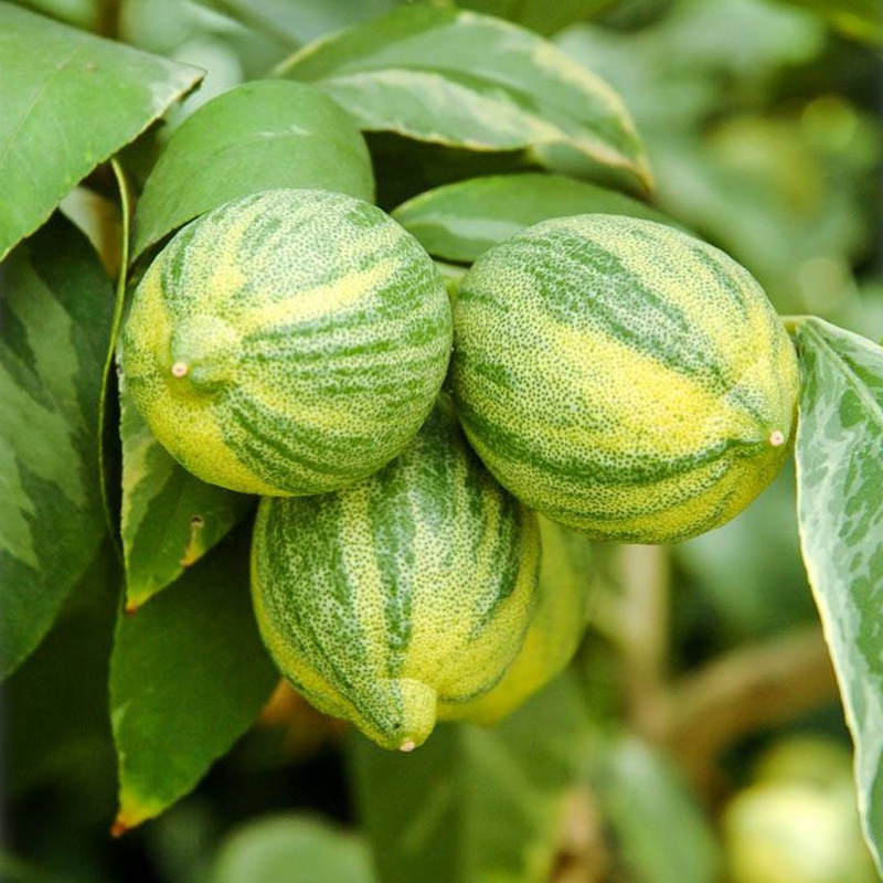 有寻植物花叶柠檬棒棒糖果树可食用常绿盆栽庭院阳台家庭种植