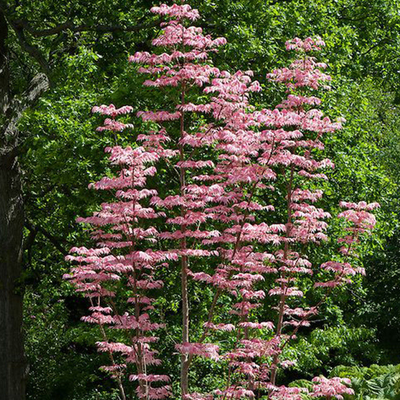有寻植物 香椿火烈鸟盆栽树苗阳台庭院地栽大型乔木花园网红花卉