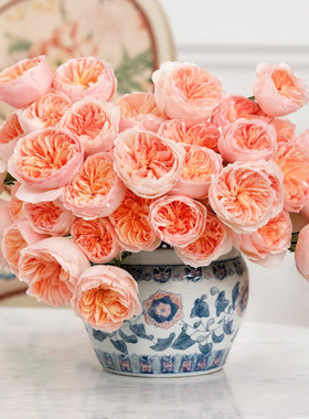 有寻植物 月季盆栽爬藤果汁阳台粉色龙沙宝石蓝色阴雨多季开花苗