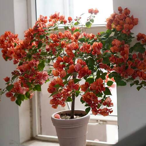 有寻植物三角梅日落2加仑 盆栽苗阳台庭院开花植物