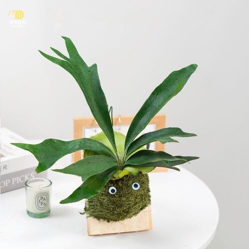 鹿角蕨苔藓球绿植板植
