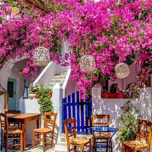 有寻植物重瓣三角梅多季开花盆栽花苗绿樱漳州红樱花庭院四季开花