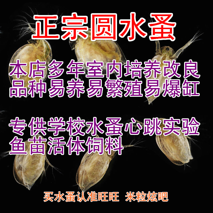 圆水蚤活苗鱼虫活体饲料青鳉金鱼斗鱼苗蚤种繁殖 蹦蹦虫大型水蚤