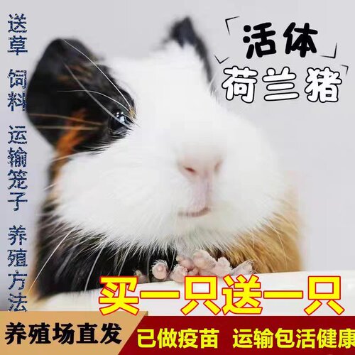 宠物荷兰猪活物荷兰鼠豚鼠荷兰兔彩豚白豚黑猪老鼠兔活体幼崽繁殖
