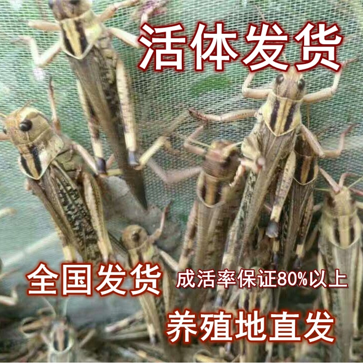 蚂蚱蝗虫丁蜢蚱蜢活虫东亚飞蝗画眉鸟食虫子蝎子胡蜂饲料爬虫宠物