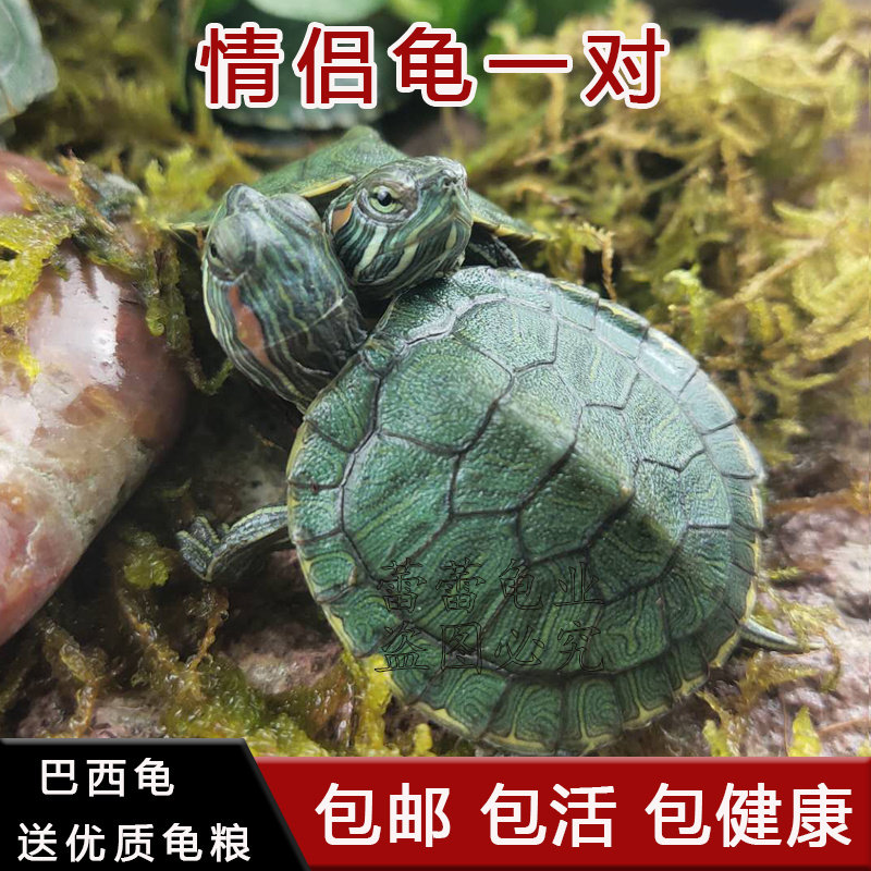 情侣小乌龟活体小巴西龟苗活物绿龟/鳖