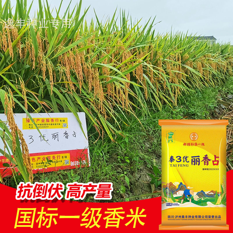 水稻种子中国泰米长粒香米种籽国标一级国审抗倒国色天香稻谷种孑
