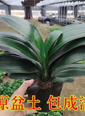 君子兰圆头和尚盆栽花苞精品大苗
