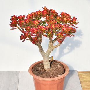 玉树盆栽老桩花卉姬红花月多肉植物室内盆栽肉肉大颗好养红叶玉树