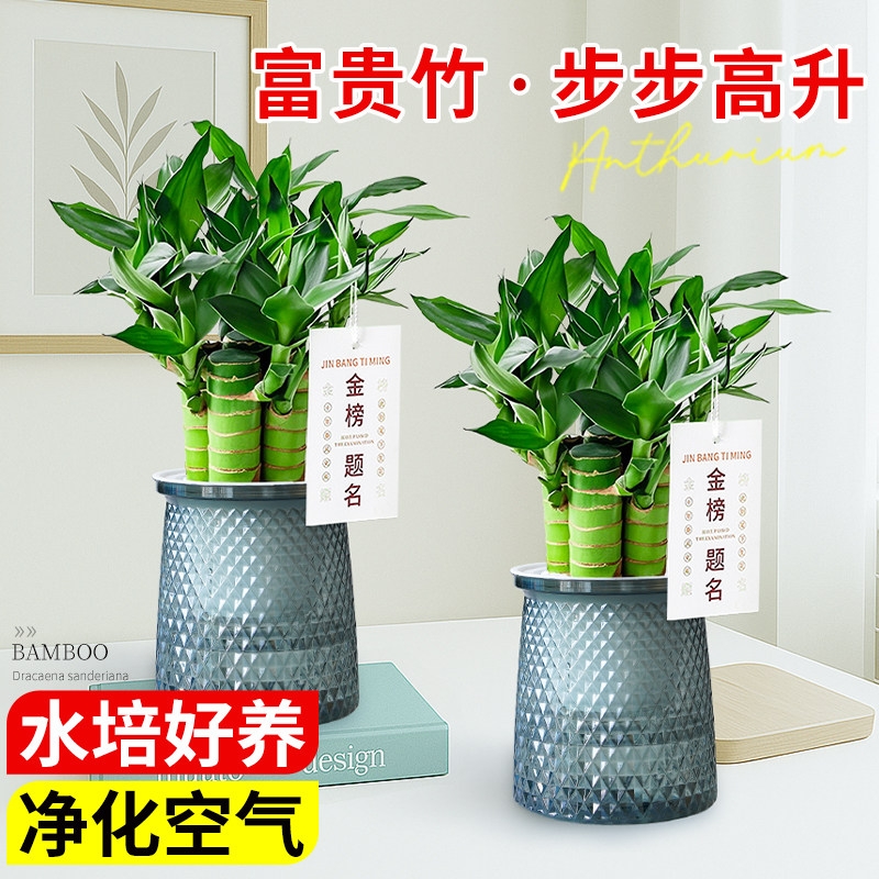 富贵竹水培植物客厅招财风水养粗杆大带根文昌竹绿植室内盆栽竹子