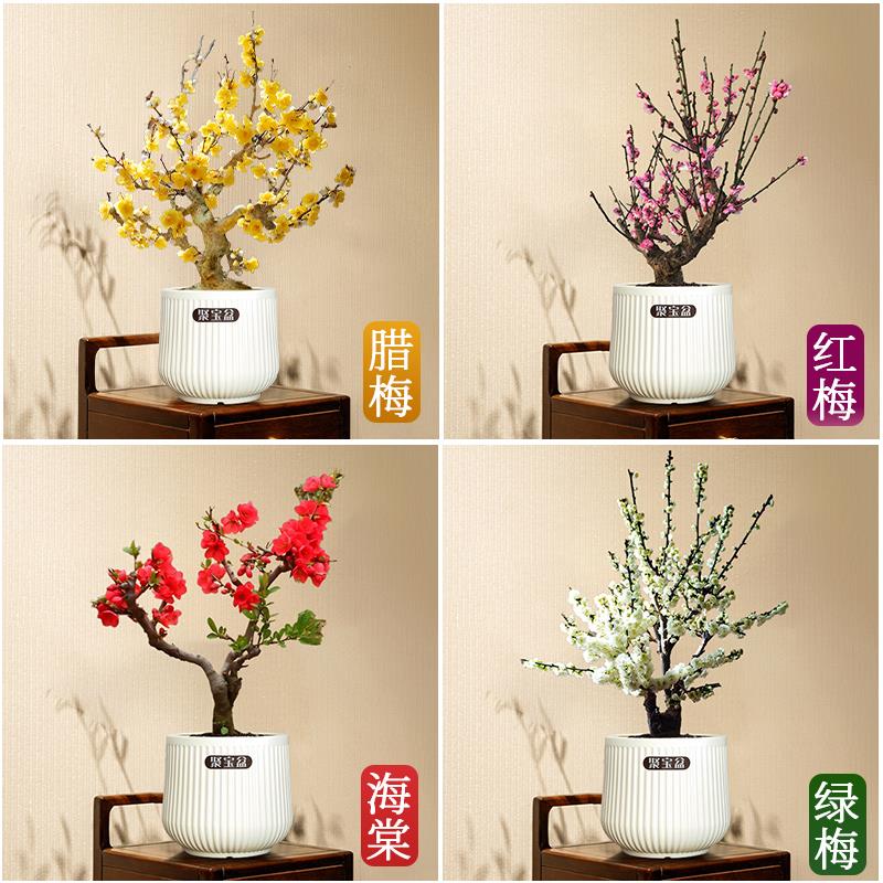 老桩素心腊梅花树苗盆栽红