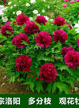 正宗洛阳牡丹花苗盆栽精品观赏牡丹苗四季室外阳台花卉大苗多花