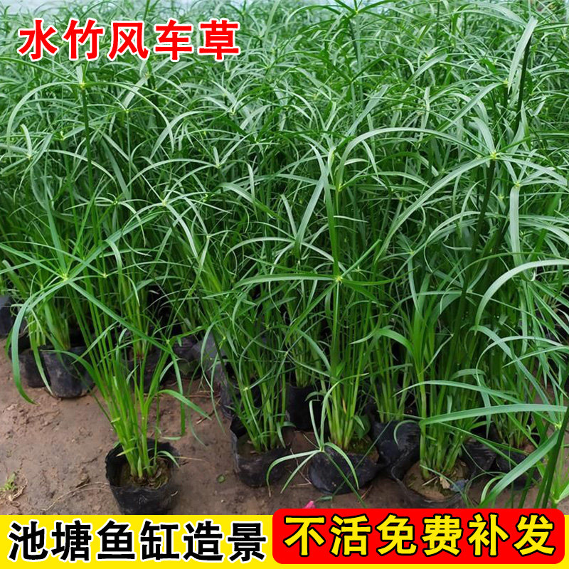 水竹水培植物带根风车草旱伞草鱼池塘造景龟缸水生绿植净化水质