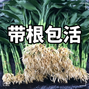 带根富贵竹水培植物水养水竹客厅室内绿萝招财树盆栽绿植花卉好养