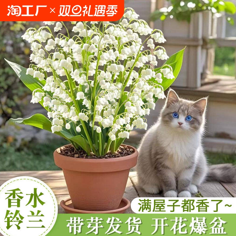 进口香水铃兰花种球带根芽