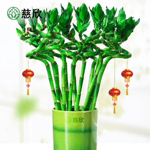 带根富贵竹水培植物开运转养