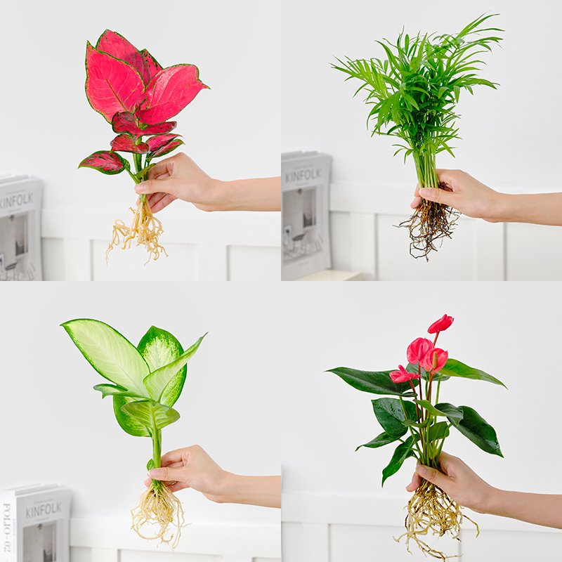 水培植物室内绿四季生裸根竹
