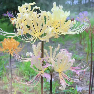 彼岸花种球多年生曼珠沙华