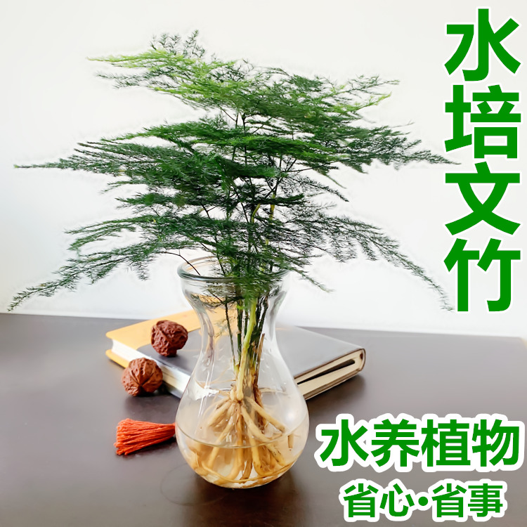 【水培文竹】室内绿植花卉盆