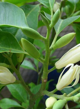 浓香花卉阳台白兰盆栽花苗黄角兰绿植四季栽种植物清香白色玉兰花
