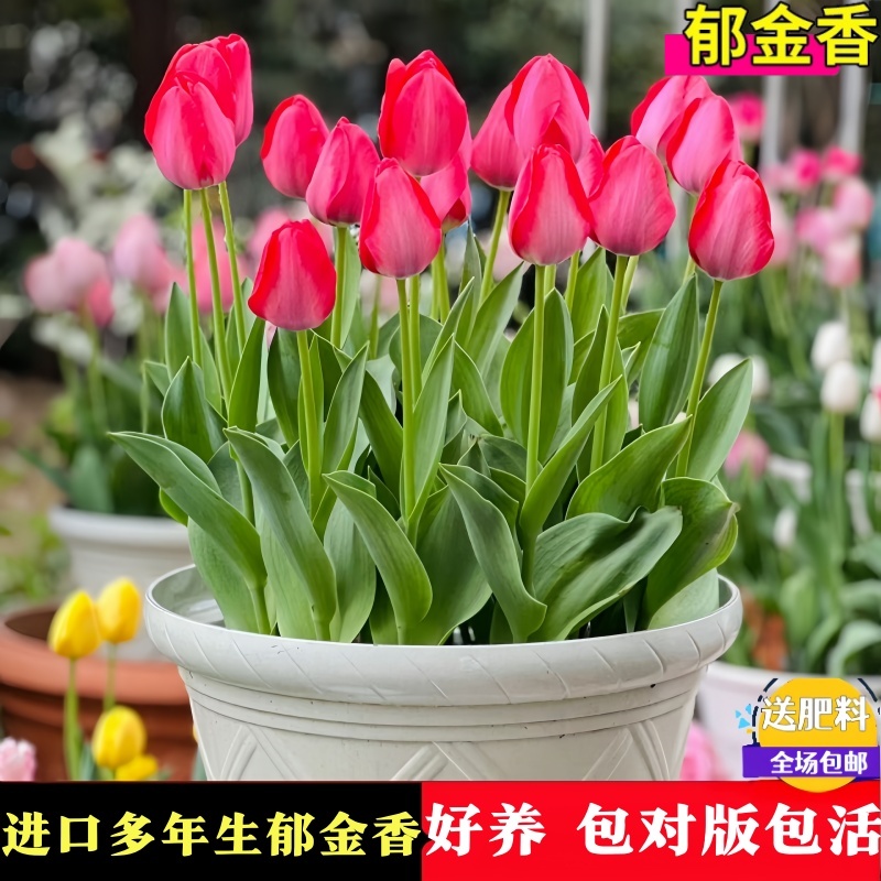 郁金香种球盆栽种子水土培多年生植物花卉阳台荷兰进口自然球耐寒