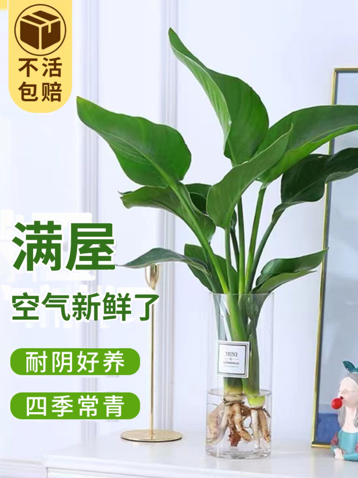 天堂鸟盆栽花卉水培植物室