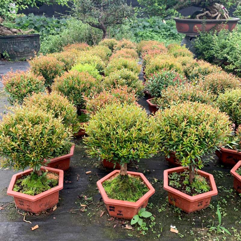 赤楠盆景微观小叶提根造型室